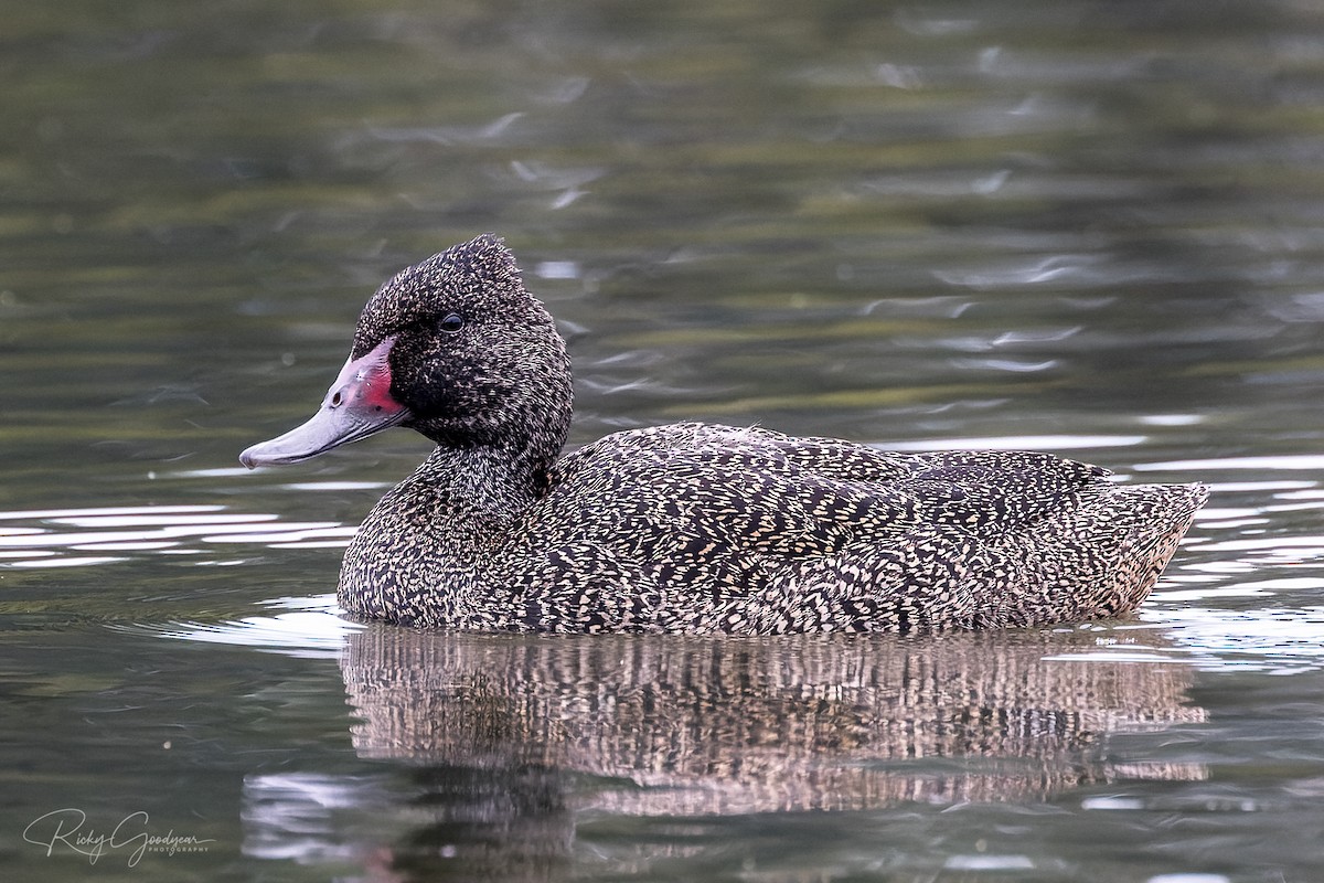 Freckled Duck - ML352097421