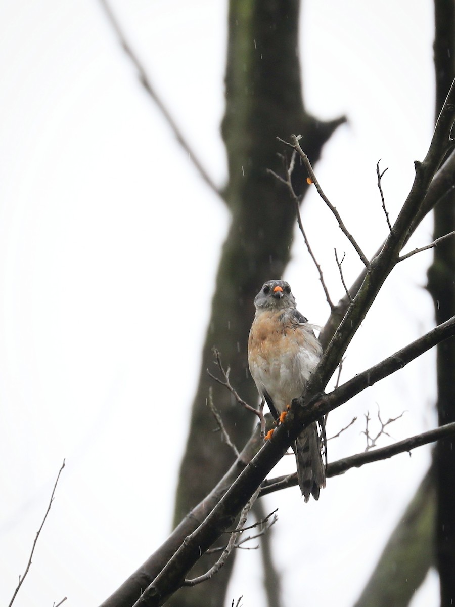 Chinese Sparrowhawk - ML352105571