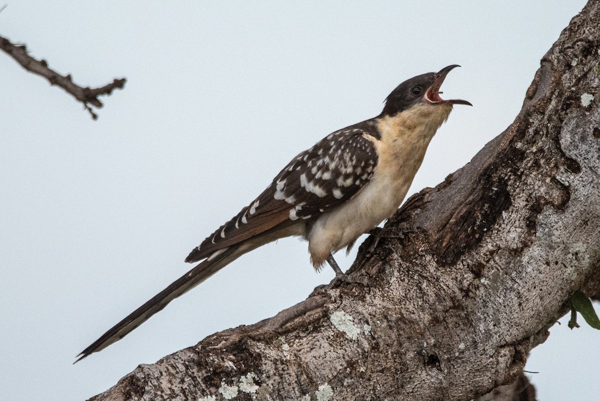 Great Spotted Cuckoo - ML352107341