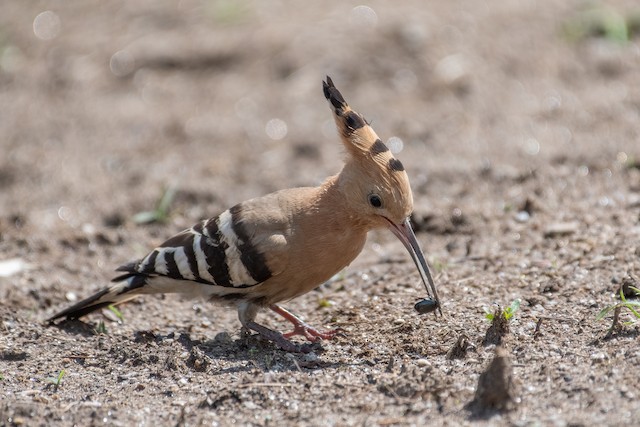 Bird feeding on a beetle. - Eurasian Hoopoe - 