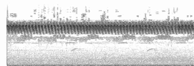 Höhennachtschwalbe (poliocephalus) - ML352111611