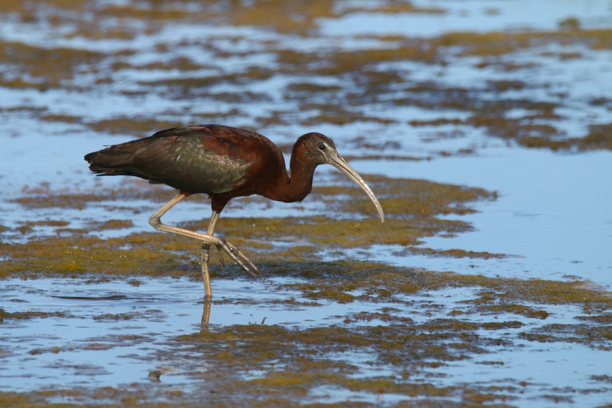 Glossy Ibis - Devin Griffiths