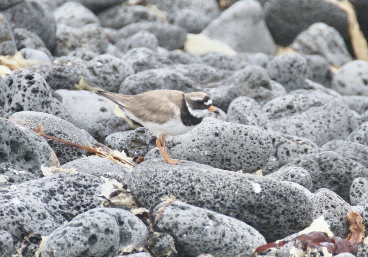 Common Ringed Plover - ML352115861