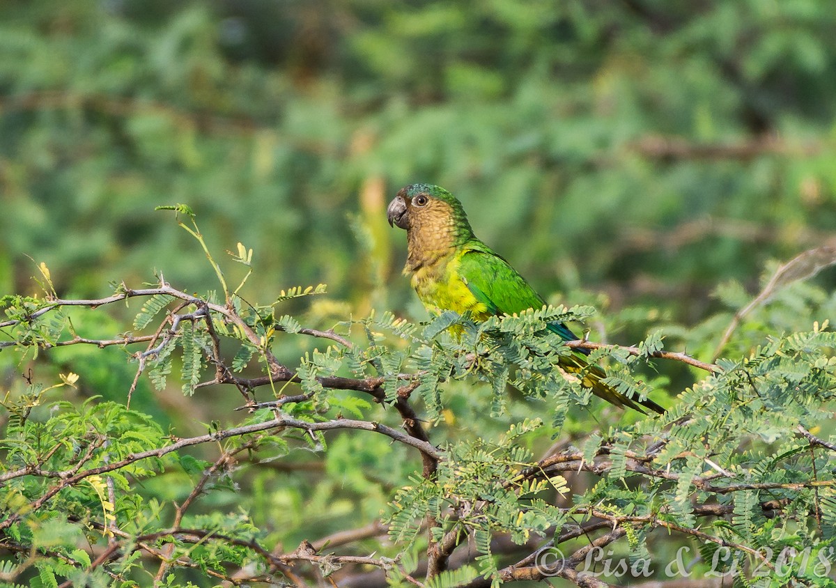 Brown-throated Parakeet - ML352128601