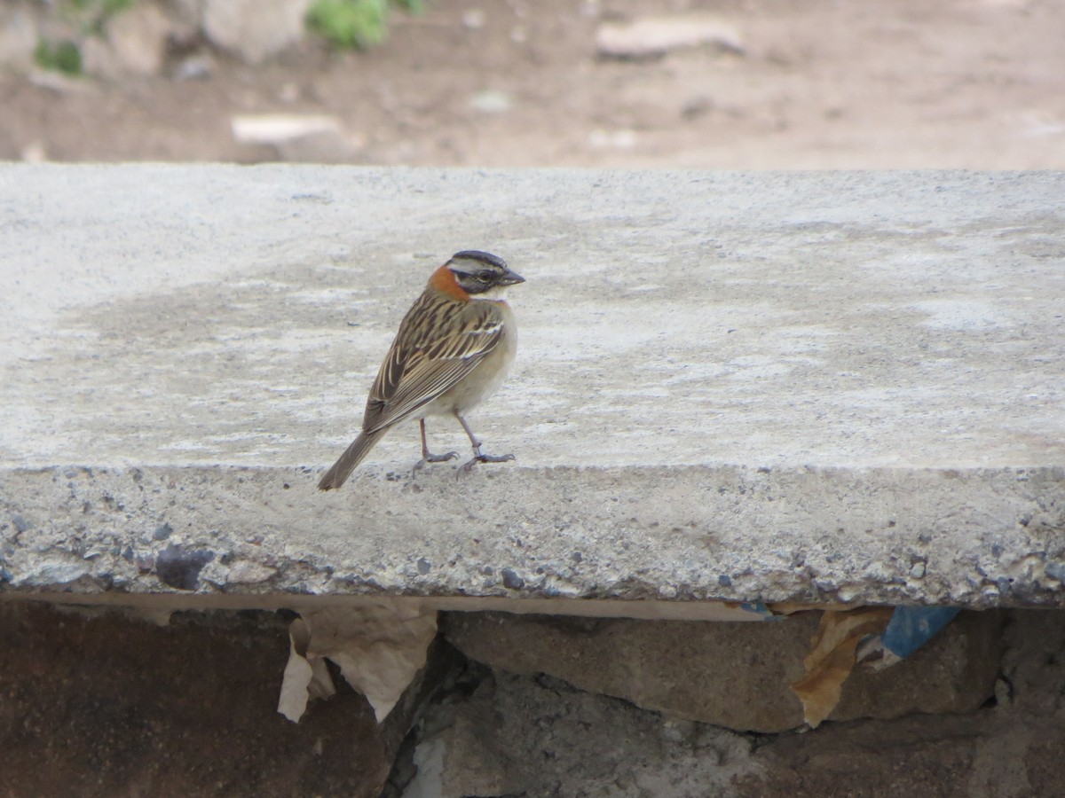 Rufous-collared Sparrow - Shawn Loewen