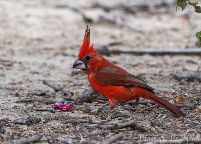 Formative Male Vermilion Cardinal. - Vermilion Cardinal - 