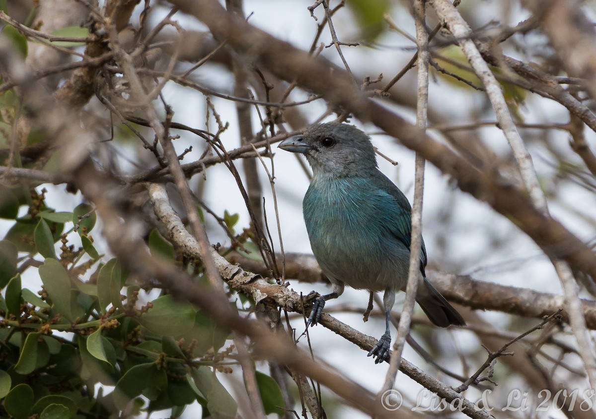 Glaucous Tanager - ML352130901