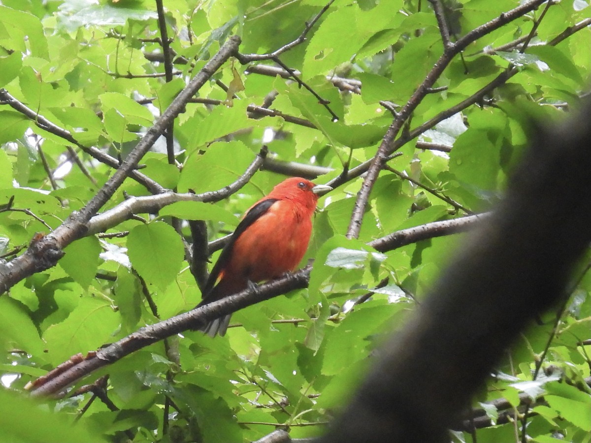 Scarlet Tanager - ML352135731