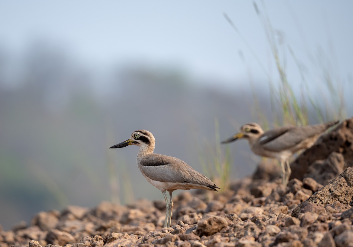 Great Thick-knee - ML352143291