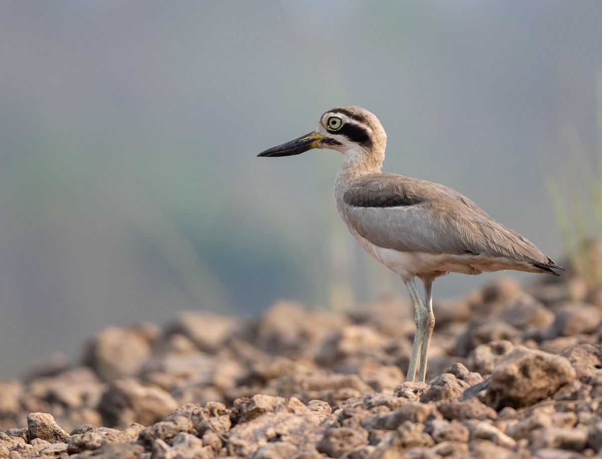 Great Thick-knee - ML352143301