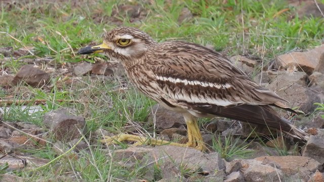 Indian Thick-knee - ML352145271
