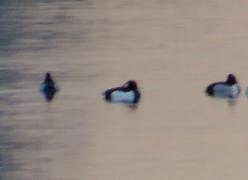 Tufted Duck - ML35215041
