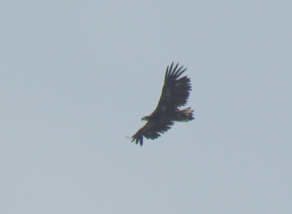 White-tailed Eagle - ML352151311