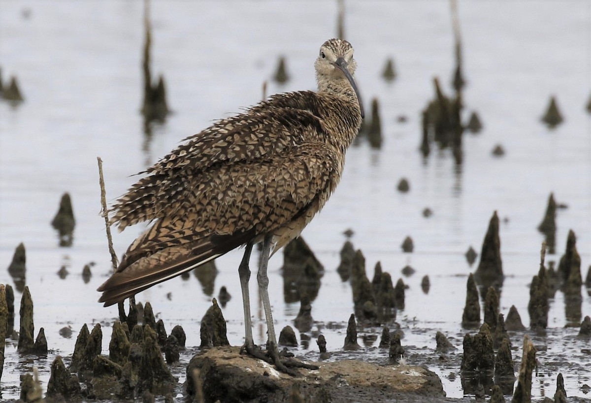 Long-billed Curlew - ML352157121