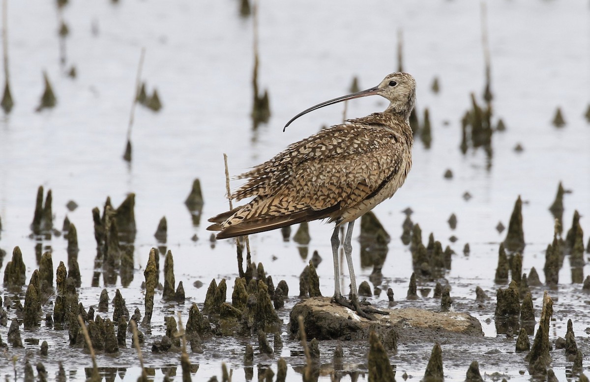 Long-billed Curlew - Eric Tipton