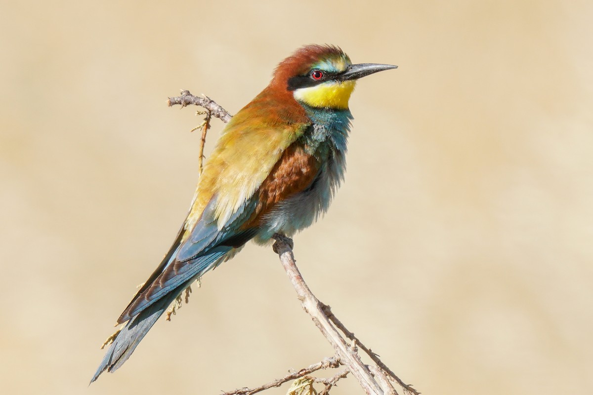 European Bee-eater - Miguel Rouco