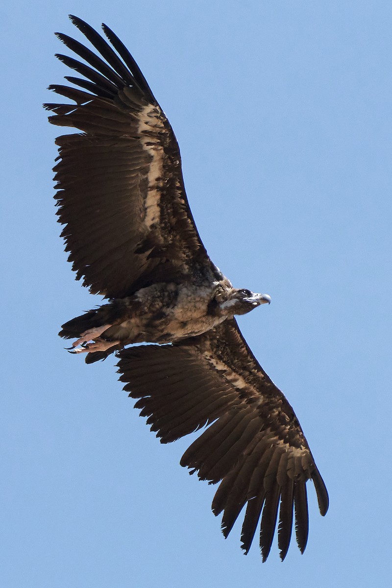 Cinereous Vulture - ML352158671
