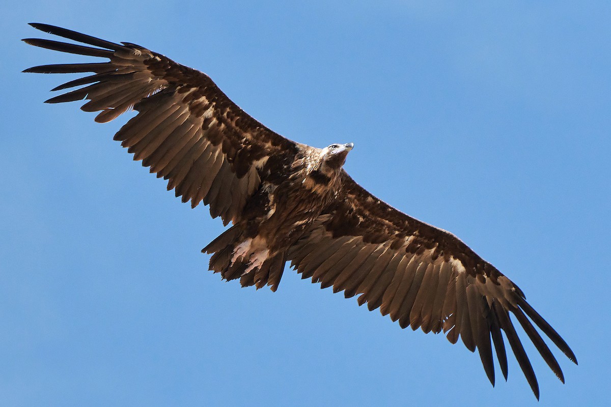 Cinereous Vulture - ML352158691