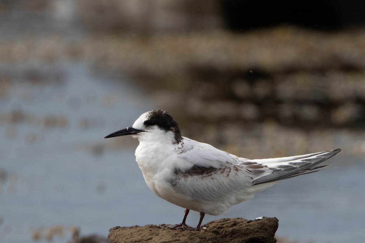 White-fronted Tern - Dez Hughes