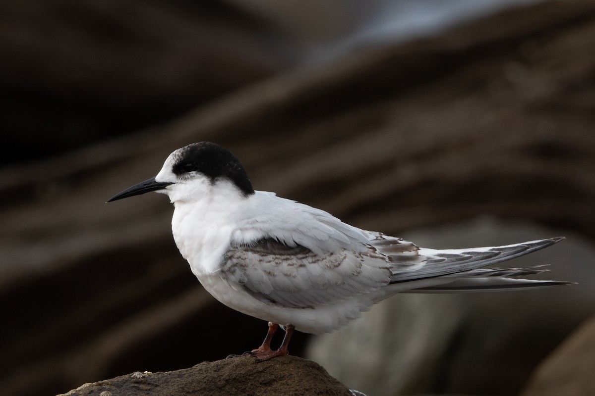 White-fronted Tern - ML352159171
