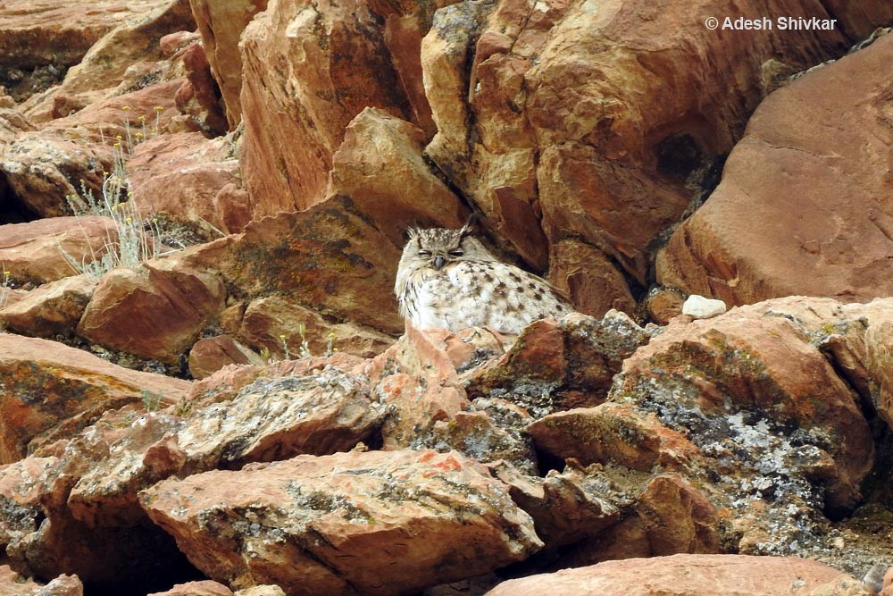 Eurasian Eagle-Owl - ML35215961