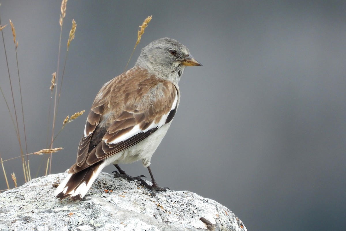 White-winged Snowfinch - ML352162301