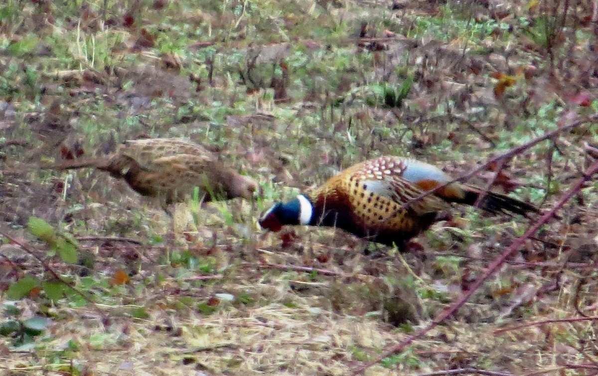 Ring-necked Pheasant - ML35216821