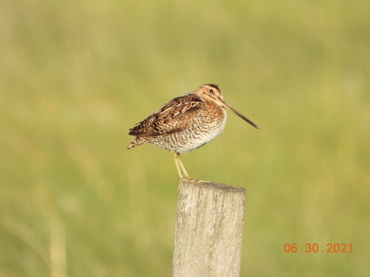 eBird Checklist - 30 Jun 2021 - Upper Shell Creek - 24 species