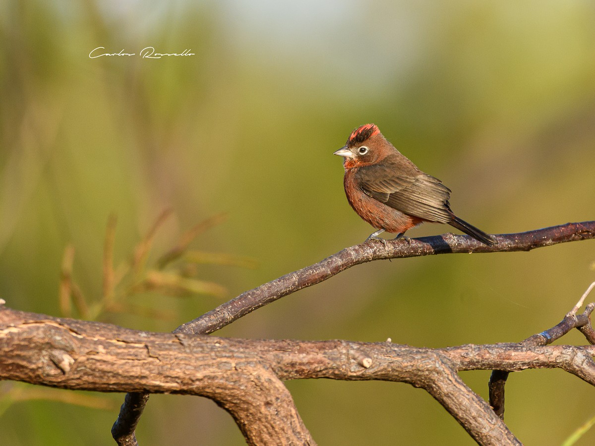 Red-crested Finch - ML352179051