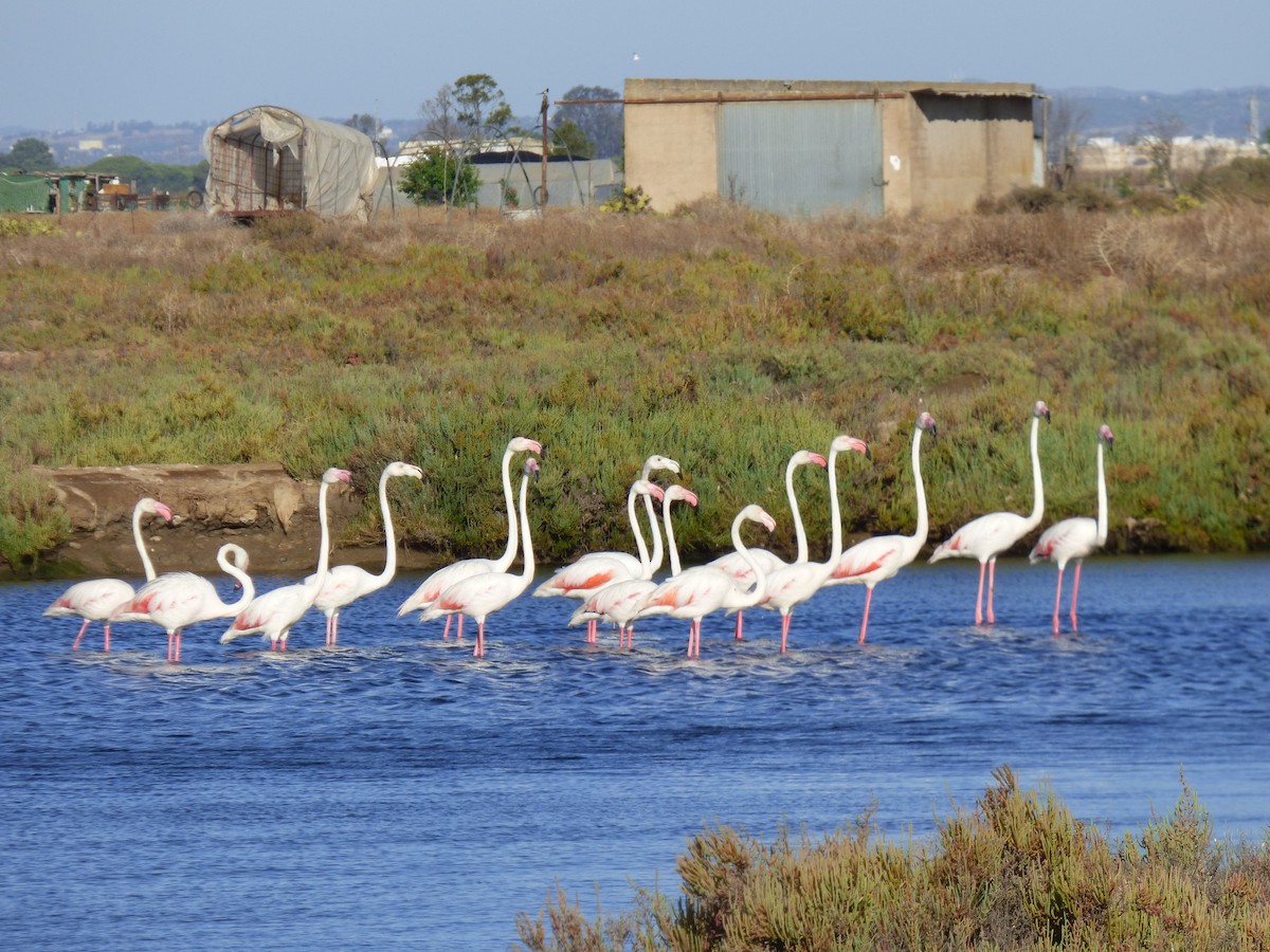 Greater Flamingo - ML352182821