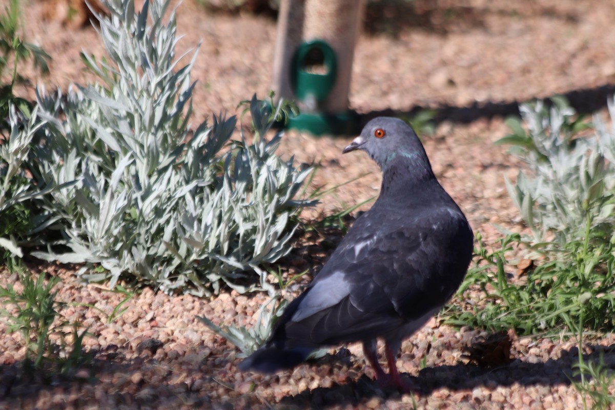 Rock Pigeon (Feral Pigeon) - Angel Zakharia