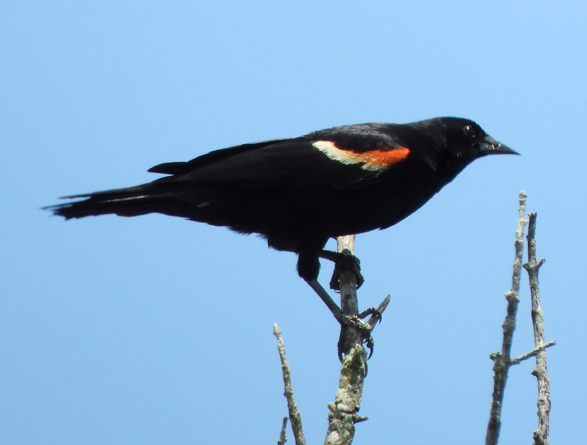 Red-winged Blackbird - ML352188631