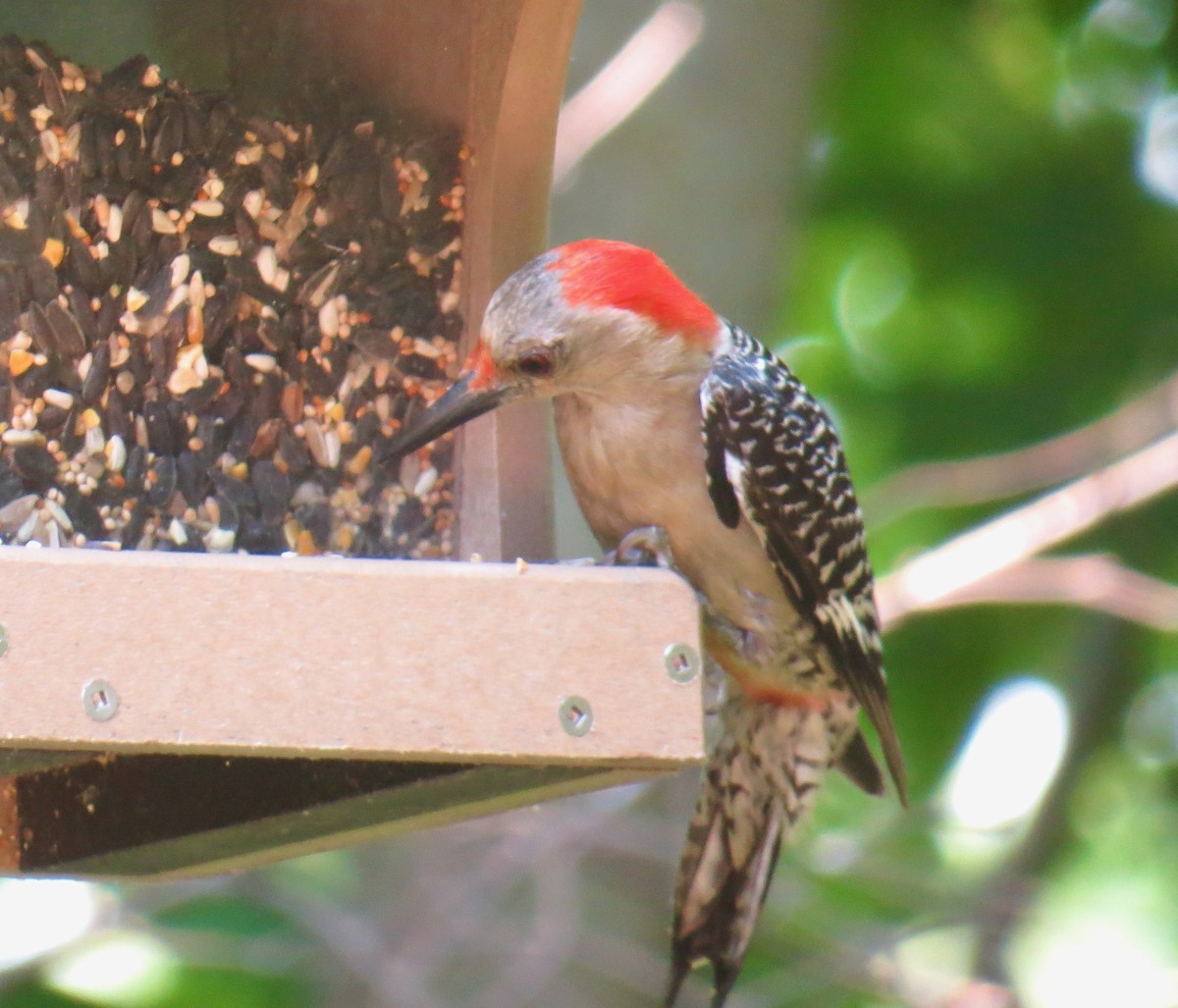 Red-bellied Woodpecker - ML352197091