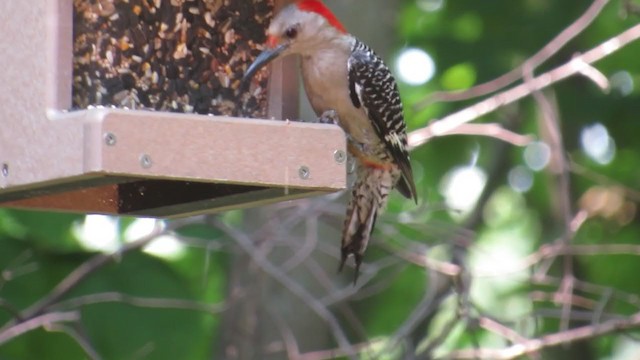 Red-bellied Woodpecker - ML352197291
