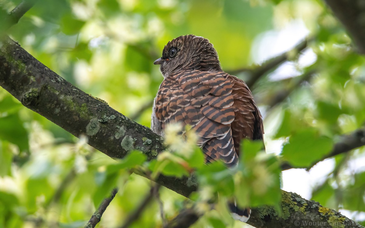 Common Cuckoo - Wouter Van Gasse
