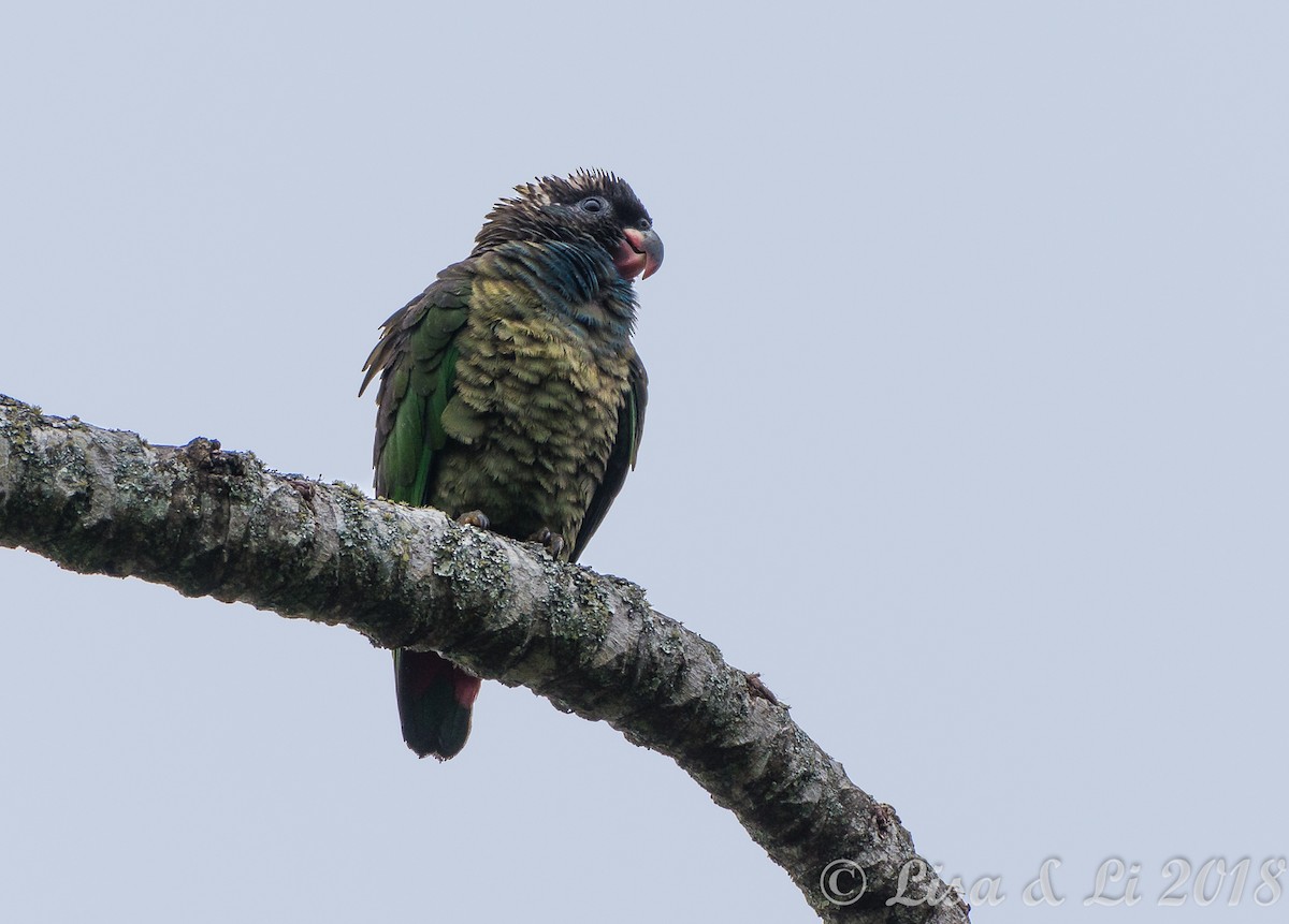 Red-billed Parrot - ML352198911