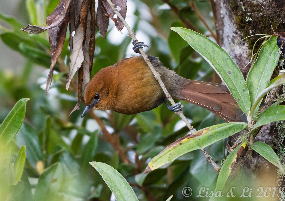 Rusty-headed Spinetail - ML352202071