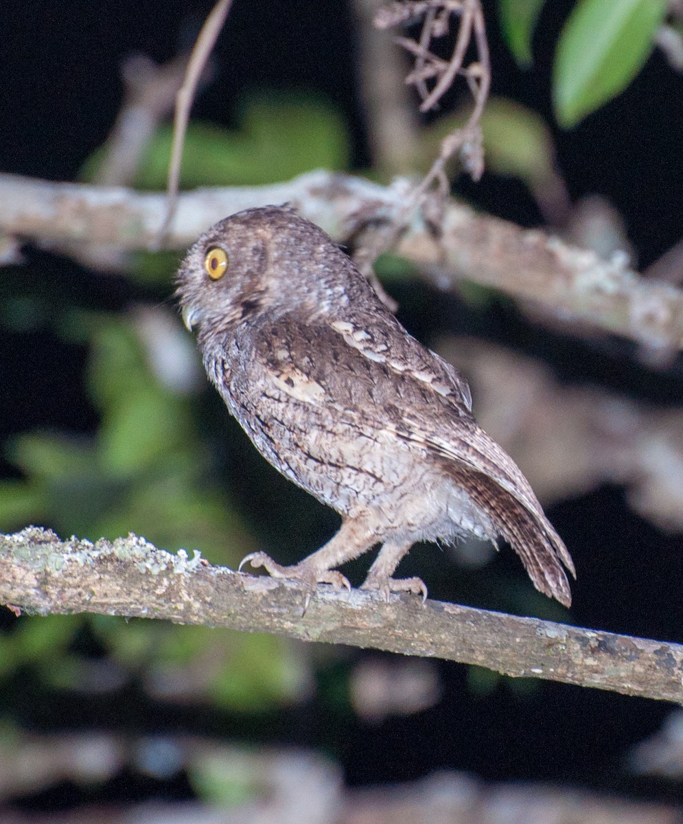 Peruvian Screech-Owl - Nic Allen