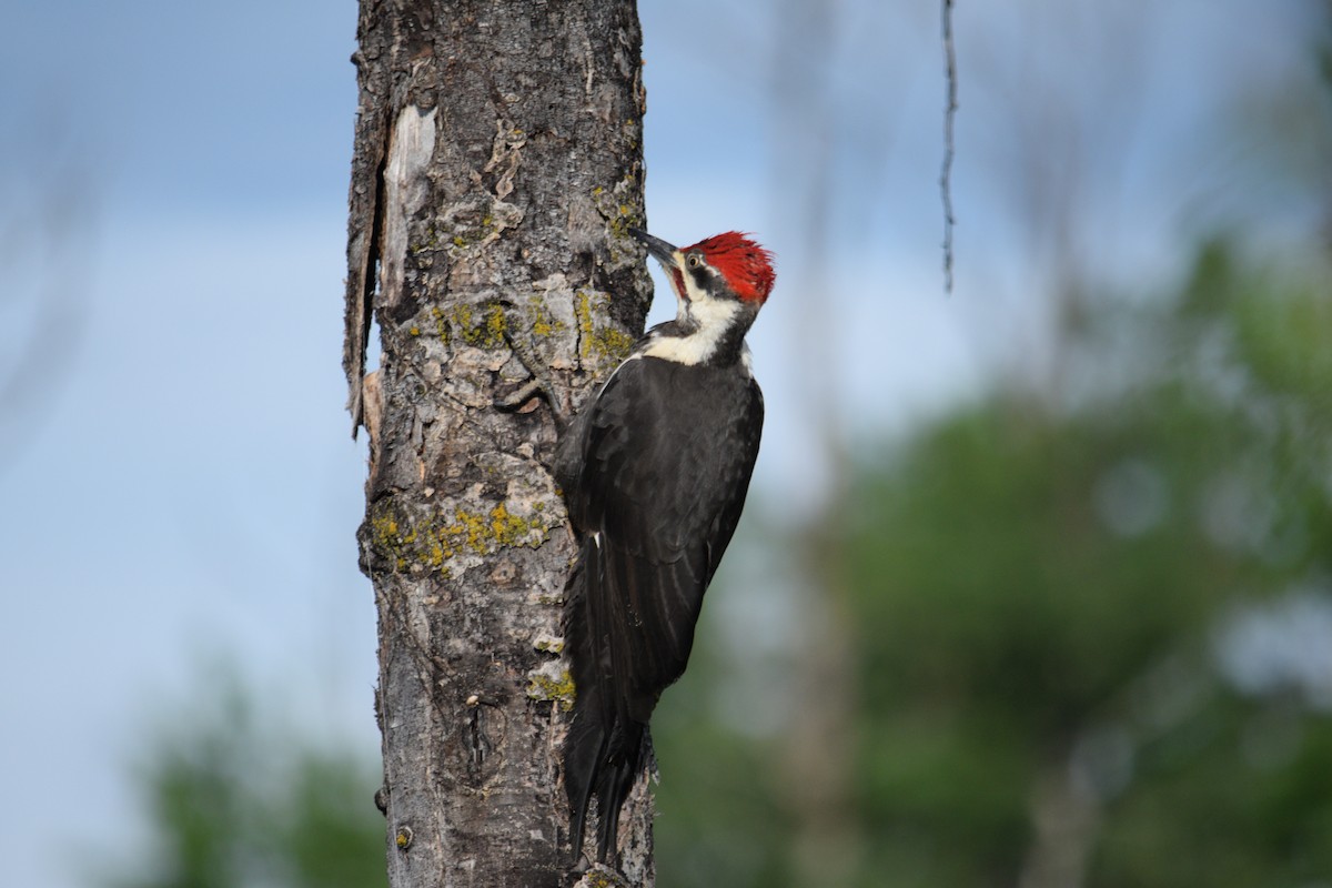 Pileated Woodpecker - ML352205411