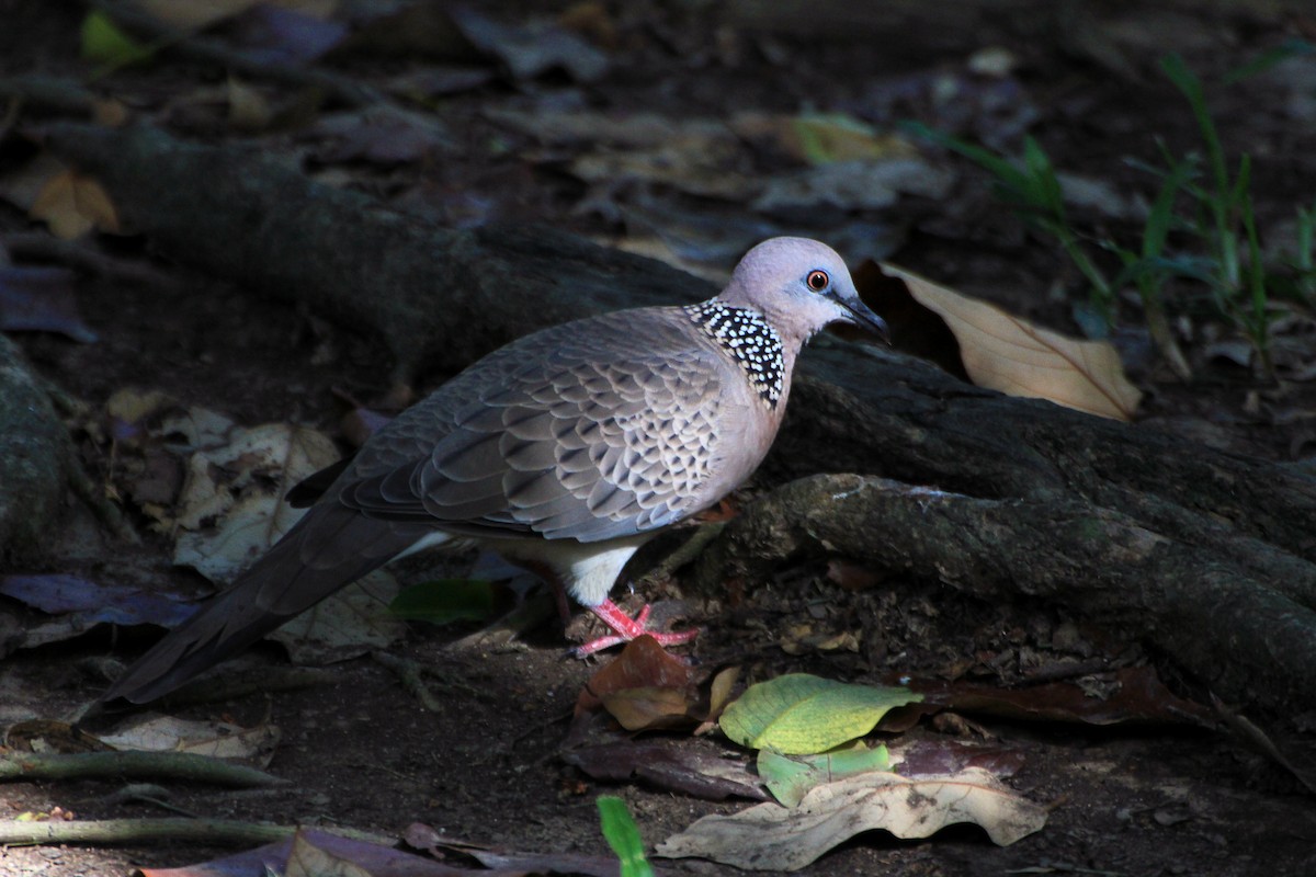Spotted Dove - ML352206041