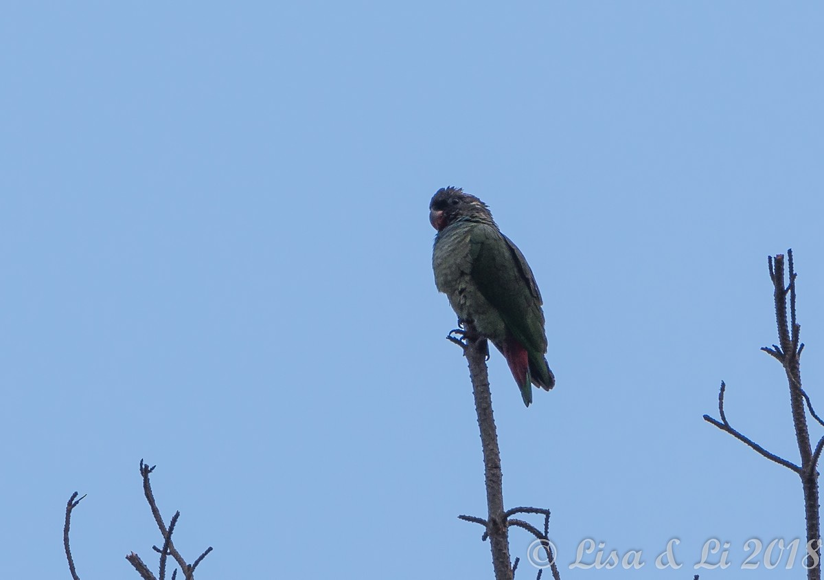 Scaly-naped Parrot - ML352207721