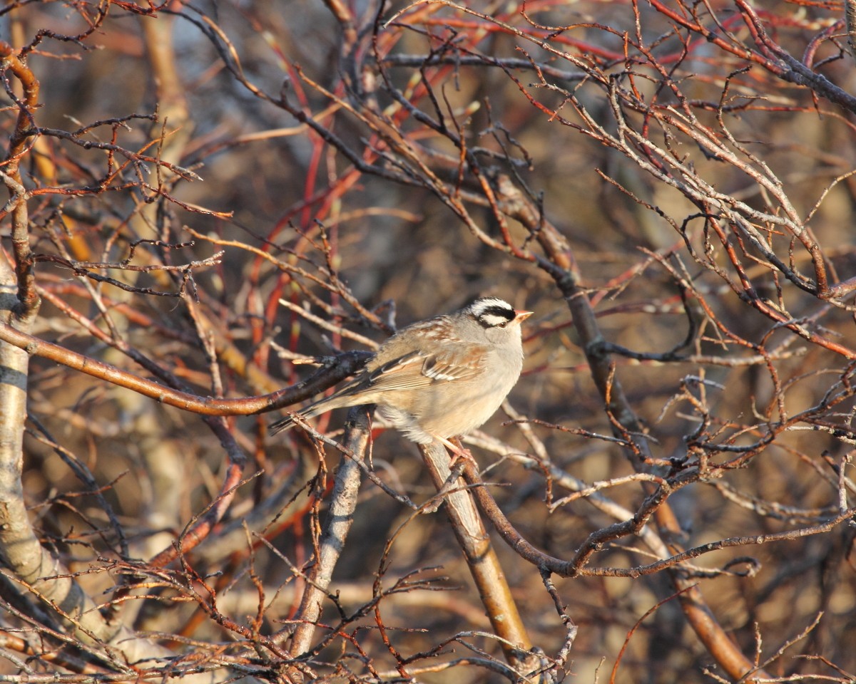 White-crowned Sparrow - ML35220841