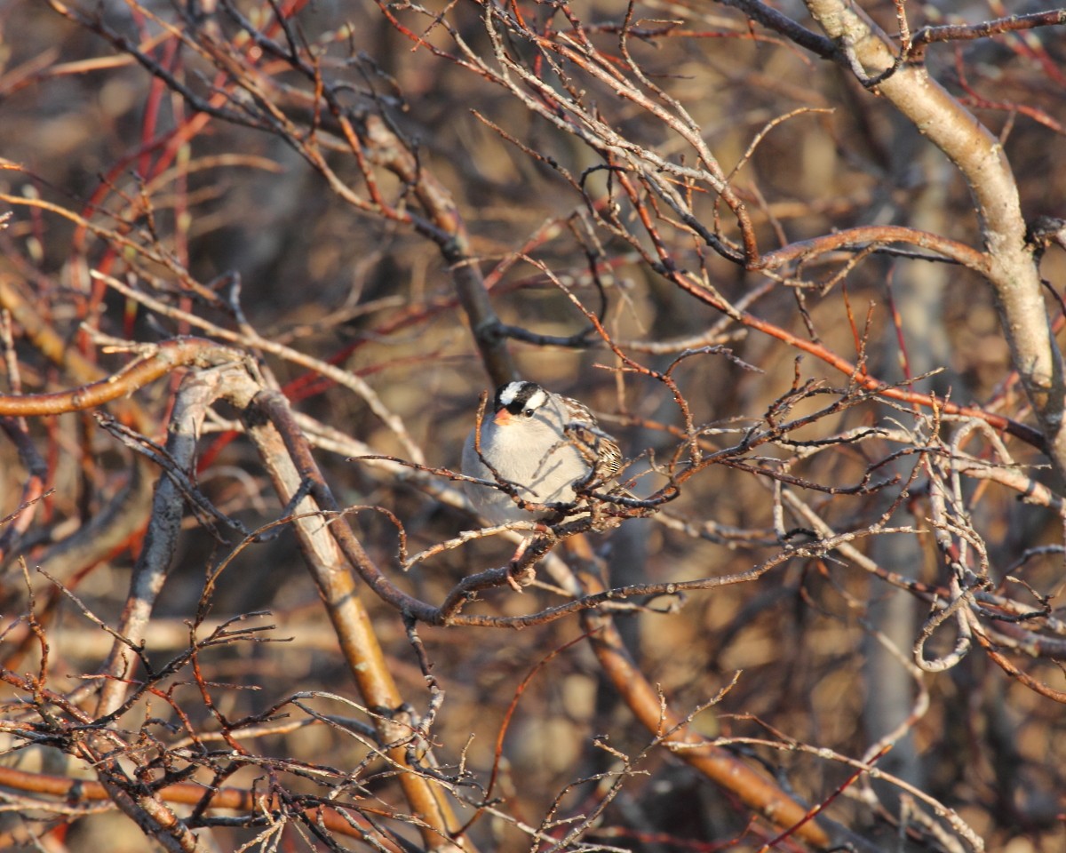 White-crowned Sparrow - ML35220851