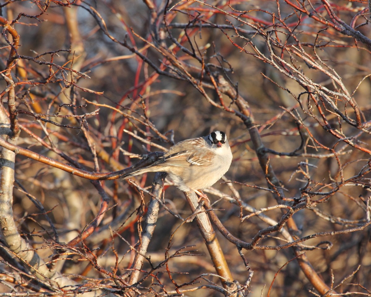 White-crowned Sparrow - Mike V.A. Burrell