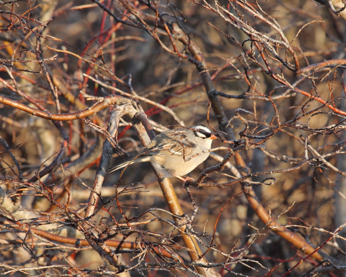 White-crowned Sparrow - Mike V.A. Burrell