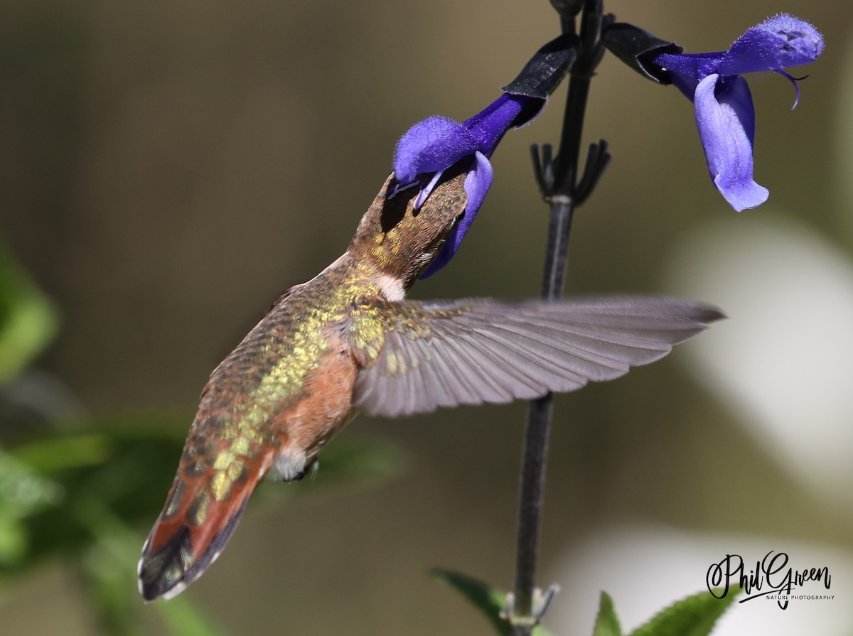 Rufous Hummingbird - ML352210191