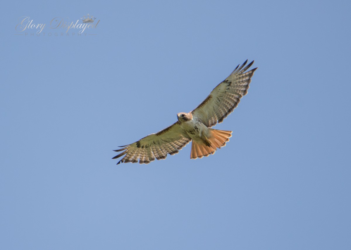 Red-tailed Hawk - ML352210761