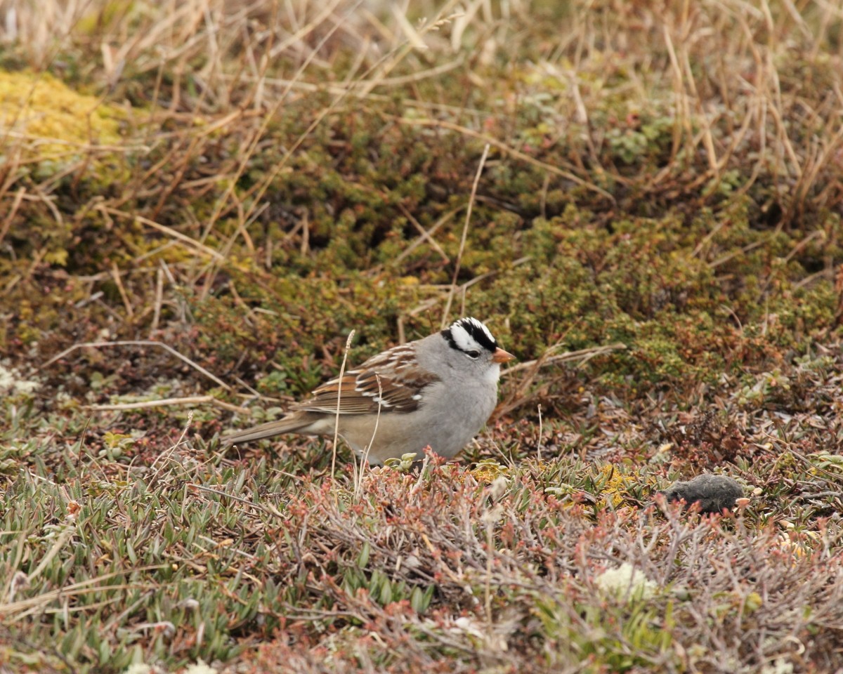 White-crowned Sparrow - ML35221101