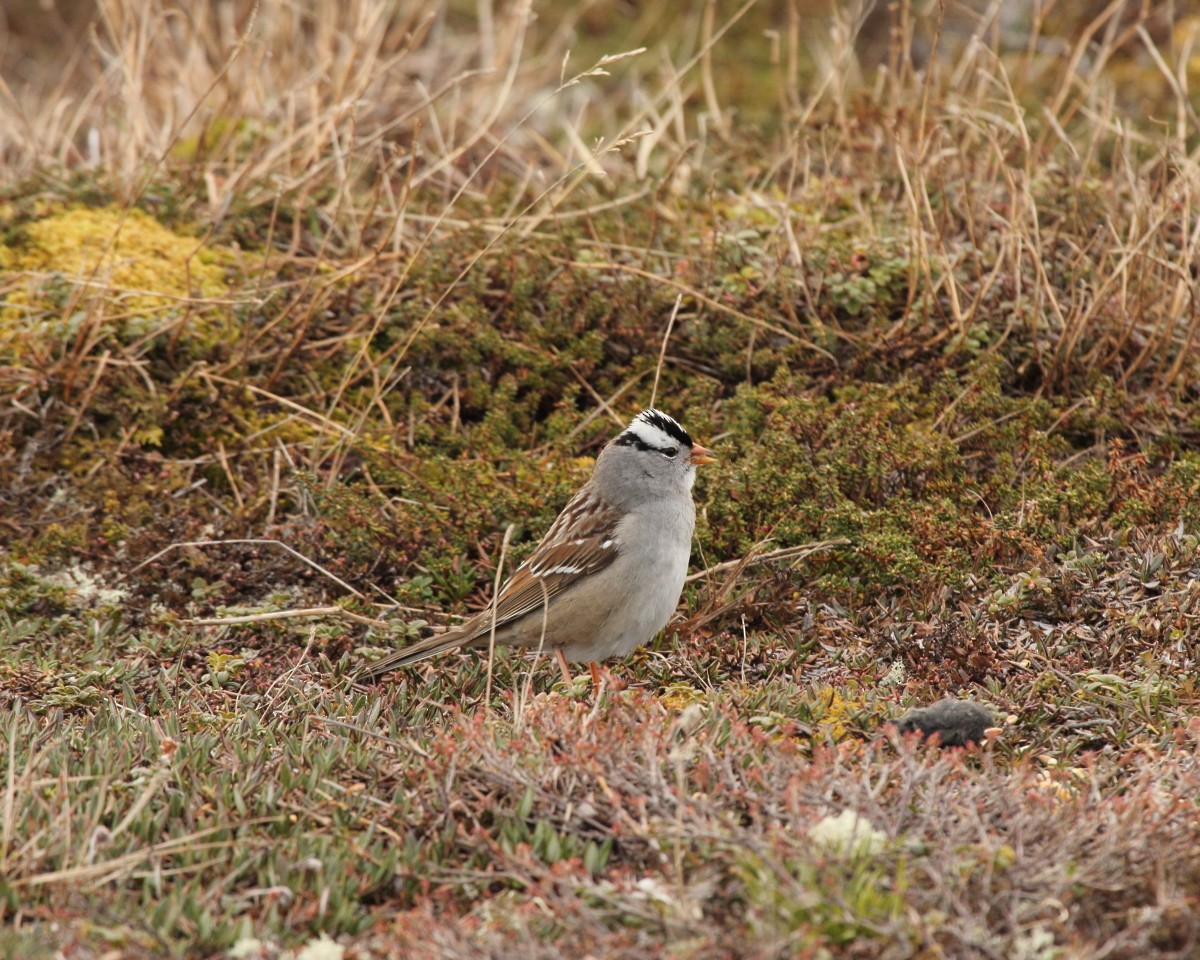 White-crowned Sparrow - ML35221111