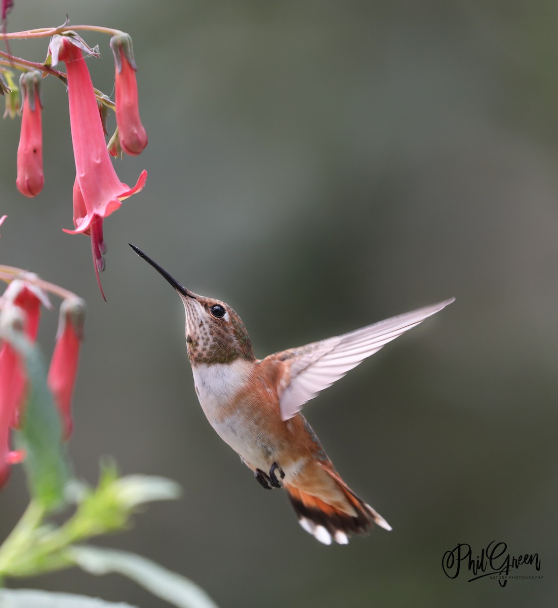 Rufous Hummingbird - ML352214341